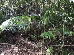 Calamus beccarii