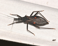 Eratyrus mucronatus