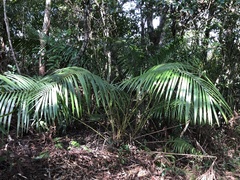 Calamus beccarii
