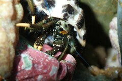 Clibanarius virescens