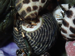 Clibanarius virescens