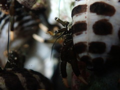 Clibanarius virescens