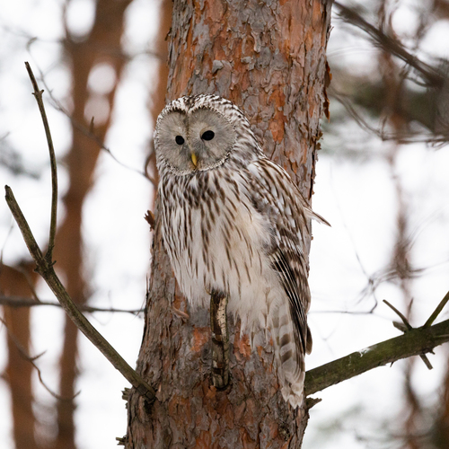 Habichtskauz (Strix uralensis)