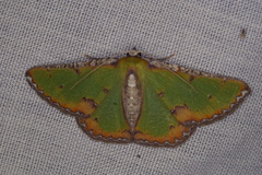 Eucyclodes buprestaria