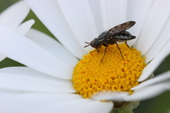 Dorycera