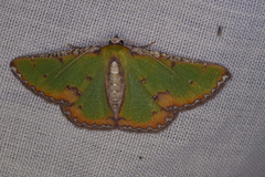 Eucyclodes buprestaria