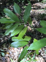 Fissistigma glaucescens