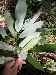 Fissistigma glaucescens