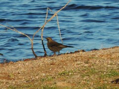 Euphagus cyanocephalus