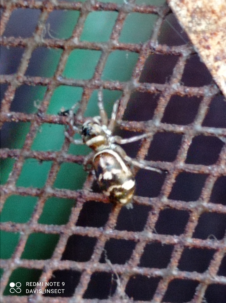 Cosmophasis albomaculata