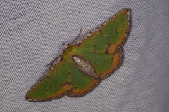 Eucyclodes buprestaria