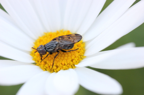 Dorycera brevis