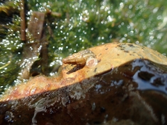 Semisulcospira