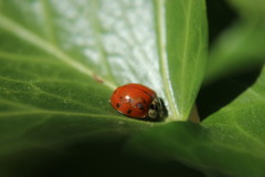Harmonia axyridis