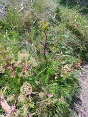 Aciphylla glacialis