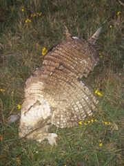 Chaetophractus villosus