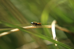 Chloromyia formosa