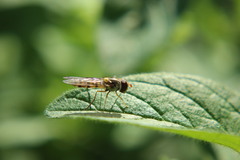 Episyrphus balteatus