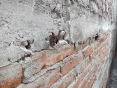 Smyrna blomfildia datis