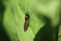 Chloromyia formosa