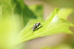 Anthomyia pluvialis