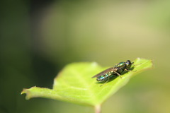 Chloromyia formosa