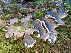 Peltigera horizontalis