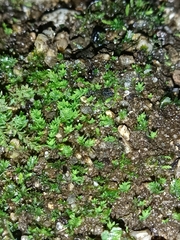 Fissidens bryoides