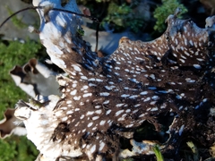 Peltigera horizontalis