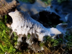 Peltigera horizontalis
