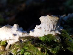 Peltigera horizontalis