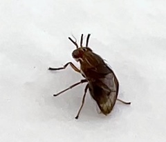 Steganopsis melanogaster