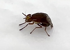 Steganopsis melanogaster