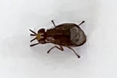 Steganopsis melanogaster