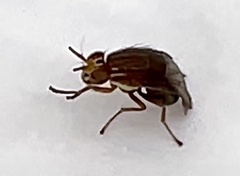 Steganopsis melanogaster