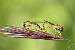 Sphaerophoria scripta