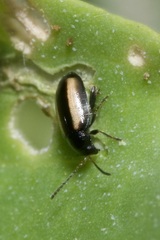 Phyllotreta