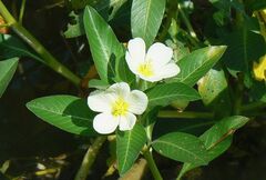 Ludwigia adscendens