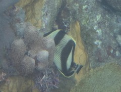 Chaetodon striatus