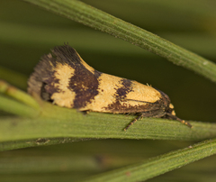 Olbonoma triptycha