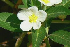 Ludwigia adscendens