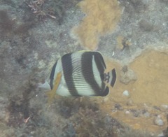 Chaetodon striatus