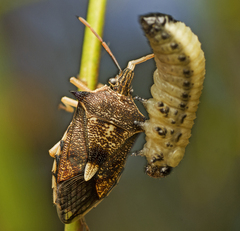 Oechalia schellenbergii