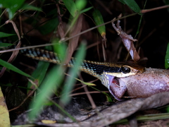 Dendrelaphis ngansonensis