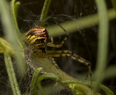 Theridion pyramidale