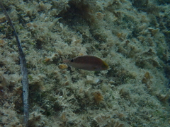 Symphodus mediterraneus