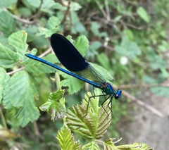 Calopteryx splendens intermedia