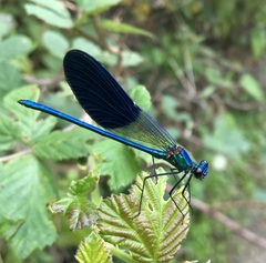 Calopteryx splendens intermedia