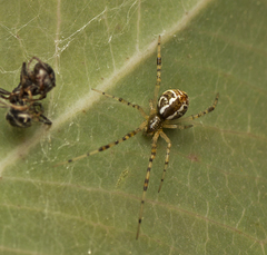 Theridion pyramidale
