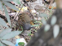 Arborophila rufogularis